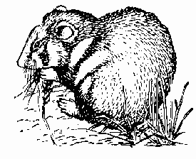 Gopher